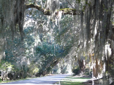 Spanish moss. Please click to see enlargement.