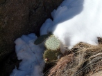 Even the cactus is in the d*** snow. Are you seeing the theme here?