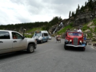 Traffic jam at Glacier National Park