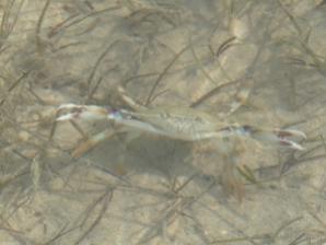 Blue Fin Crab in Attack Mode, Long Key. Florida