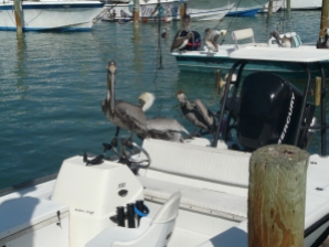 Speedboat driving pelican, Florida Keys