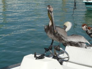 Speedboat driving pelican, Florida Keys