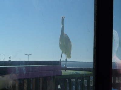 Great egret waiting for lunch, Florida Keys