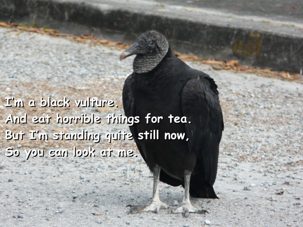black vulture poem