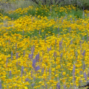 California poppies and lupines
