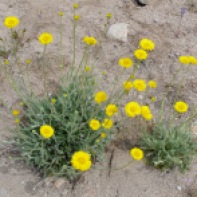 desert marigolds