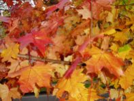 Autumn color, Olympia WA