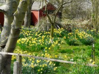 English daffodils