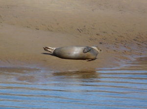 Seal, Wells-next-the-Sea, Norfolk