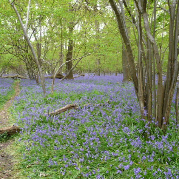 Bluebells, Captain's Wood, Suffolk UK