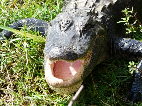 Alligators, Florida USA